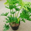 Cây Trầu Bà Thanh Xuân lớn 60-80cm - Cảnh trong nhà, không gian xanh, giảm còn 120.000₫ 9