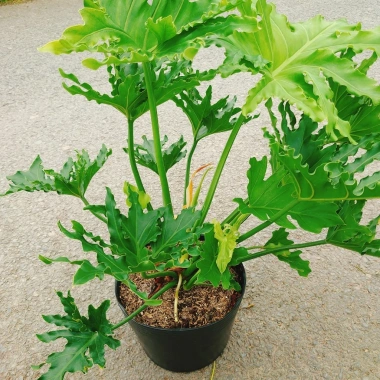 Cây Trầu Bà Thanh Xuân lớn 60-80cm - Cảnh trong nhà, không gian xanh, giảm còn 120.000₫