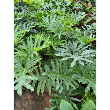 Cây Trầu Bà Thanh Xuân size nội thất - Trầu Bà Tay Phật, chỉ 150.000đ Cây Trầu Bà Thanh Xuân size nội thất - Trầu Bà Tay Phật, chỉ 150.000đ