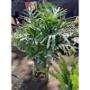 Cây Trầu Bà Thanh Xuân size nội thất - Trầu Bà Tay Phật, chỉ 150.000đ 3