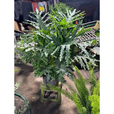 Cây Trầu Bà Thanh Xuân size nội thất - Trầu Bà Tay Phật, chỉ 150.000đ