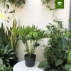 Cây Trầu Bà Thanh Xuân size nội thất - Trầu Bà Tay Phật, chỉ 150.000đ 4