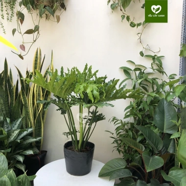 Cây Trầu Bà Thanh Xuân size nội thất - Trầu Bà Tay Phật, chỉ 150.000đ