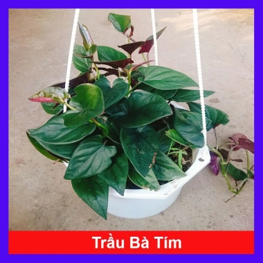 Cây trầu bà tím - Cây cảnh trong nhà, lá xanh mượt, dễ chăm sóc, giảm giá 45k