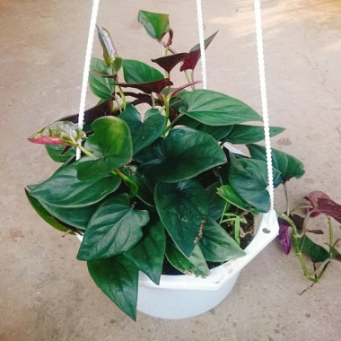 Cây trầu bà tím - Cây cảnh trong nhà, lá xanh mượt, dễ chăm sóc, giảm giá 45k