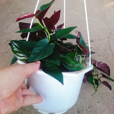 Cây trầu bà tím - Cây cảnh trong nhà, lá xanh mượt, dễ chăm sóc, giảm giá 45k