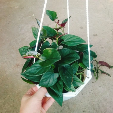 Cây trầu bà tím - Cây cảnh trong nhà, lá xanh mượt, dễ chăm sóc, giảm giá 45k