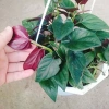 Cây trầu bà tím - Cây cảnh trong nhà, lá xanh mượt, dễ chăm sóc, giảm giá 45k 6