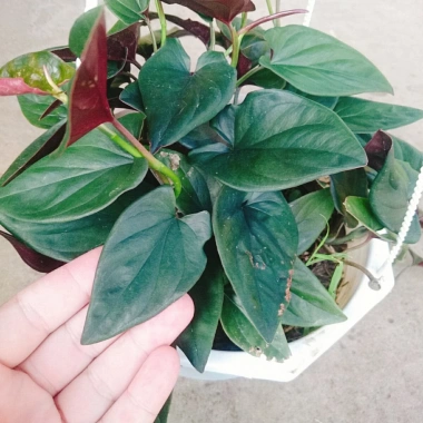 Cây trầu bà tím - Cây cảnh trong nhà, lá xanh mượt, dễ chăm sóc, giảm giá 45k