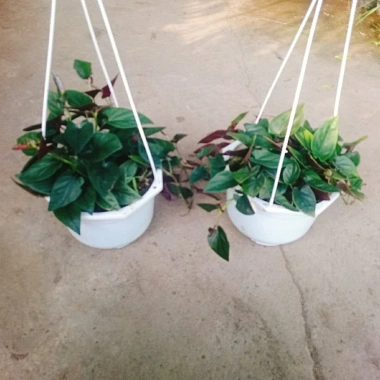 Cây trầu bà tím - Cây cảnh trong nhà, lá xanh mượt, dễ chăm sóc, giảm giá 45k
