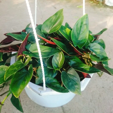 Cây trầu bà tím - Cây cảnh trong nhà, lá xanh mượt, dễ chăm sóc, giảm giá 45k