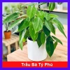 Cây trầu bà tỷ phú - Cây cảnh để bàn giá ưu đãi 55.000, không gian xanh mát cho phòng làm việc