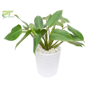 Cây trầu bà tỷ phú - Cây cảnh để bàn giá ưu đãi 55.000, không gian xanh mát cho phòng làm việc 2
