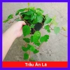 Cây Trầu Không trầu quế - Cây trầu ăn lá, giá chỉ 35.000đ, giảm từ 42.700đ