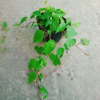 Cây Trầu Không trầu quế - Cây trầu ăn lá, giá chỉ 35.000đ, giảm từ 42.700đ 2