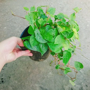Cây Trầu Không trầu quế - Cây trầu ăn lá, giá chỉ 35.000đ, giảm từ 42.700đ 3