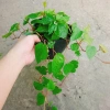 Cây Trầu Không trầu quế - Cây trầu ăn lá, giá chỉ 35.000đ, giảm từ 42.700đ 4