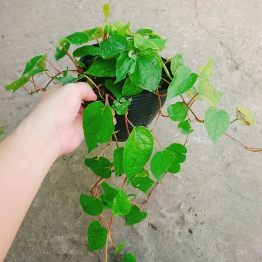 Cây Trầu Không trầu quế - Cây trầu ăn lá, giá chỉ 35.000đ, giảm từ 42.700đ 4