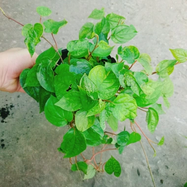 Cây Trầu Không trầu quế - Cây trầu ăn lá, giá chỉ 35.000đ, giảm từ 42.700đ 5