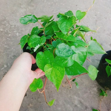 Cây Trầu Không trầu quế - Cây trầu ăn lá, giá chỉ 35.000đ, giảm từ 42.700đ 6