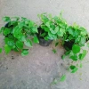Cây Trầu Không trầu quế - Cây trầu ăn lá, giá chỉ 35.000đ, giảm từ 42.700đ 7