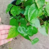 Cây Trầu Không trầu quế - Cây trầu ăn lá, giá chỉ 35.000đ, giảm từ 42.700đ 8