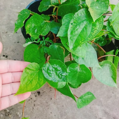 Cây Trầu Không trầu quế - Cây trầu ăn lá, giá chỉ 35.000đ, giảm từ 42.700đ 8