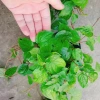 Cây Trầu Không trầu quế - Cây trầu ăn lá, giá chỉ 35.000đ, giảm từ 42.700đ 9