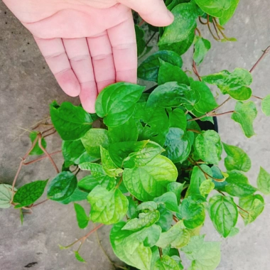 Cây Trầu Không trầu quế - Cây trầu ăn lá, giá chỉ 35.000đ, giảm từ 42.700đ 9