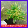 Cây Trúc Bách Hợp Cẩm Thạch Vàng cây cảnh để bàn phong thủy may mắn tài lộc chậu nhựa giảm giá 65k