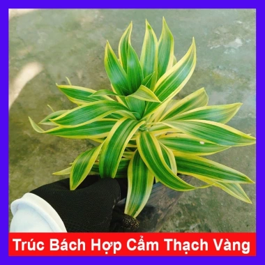 Cây Trúc Bách Hợp Cẩm Thạch Vàng cây cảnh để bàn phong thủy may mắn tài lộc chậu nhựa giảm giá 65k