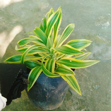 Cây Trúc Bách Hợp Cẩm Thạch Vàng cây cảnh để bàn phong thủy may mắn tài lộc chậu nhựa giảm giá 65k