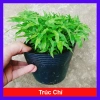 Cây Trúc Chỉ - Cây cảnh để bàn, trang trí nội thất, giá chỉ 25.000 VND giảm mạnh
