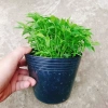 Cây Trúc Chỉ - Cây cảnh để bàn, trang trí nội thất, giá chỉ 25.000 VND giảm mạnh 2