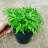 Cây Trúc Chỉ - Cây cảnh để bàn, trang trí nội thất, giá chỉ 25.000 VND giảm mạnh 3