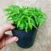 Cây Trúc Chỉ - Cây cảnh để bàn, trang trí nội thất, giá chỉ 25.000 VND giảm mạnh 4