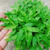 Cây Trúc Chỉ - Cây cảnh để bàn, trang trí nội thất, giá chỉ 25.000 VND giảm mạnh 5