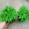 Cây Trúc Chỉ - Cây cảnh để bàn, trang trí nội thất, giá chỉ 25.000 VND giảm mạnh 9