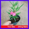 Cây Trúc Đào Hồng Đậm - Cây cảnh sân vườn đẹp, chỉ 55.000 VND, giảm giá