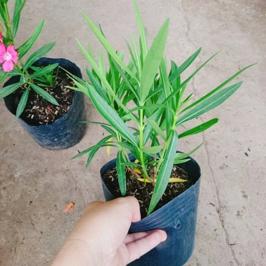 Cây Trúc Đào Hồng Đậm - Cây cảnh sân vườn đẹp, chỉ 55.000 VND, giảm giá