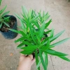 Cây Trúc Đào Hồng Đậm - Cây cảnh sân vườn đẹp, chỉ 55.000 VND, giảm giá 8