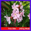Cây Trúc Đào Hồng Nhạt - Cây cảnh sân vườn đẹp, giá chỉ 55.000₫, giảm từ 69.300₫