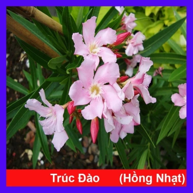 Cây Trúc Đào Hồng Nhạt - Cây cảnh sân vườn đẹp, giá chỉ 55.000₫, giảm từ 69.300₫