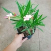 Cây Trúc Đào Hồng Nhạt - Cây cảnh sân vườn đẹp, giá chỉ 55.000₫, giảm từ 69.300₫ 2