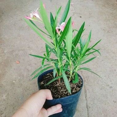 Cây Trúc Đào Hồng Nhạt - Cây cảnh sân vườn đẹp, giá chỉ 55.000₫, giảm từ 69.300₫
