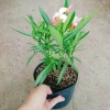 Cây Trúc Đào Hồng Nhạt - Cây cảnh sân vườn đẹp, giá chỉ 55.000₫, giảm từ 69.300₫ 4