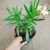 Cây Trúc Đào Hồng Nhạt - Cây cảnh sân vườn đẹp, giá chỉ 55.000₫, giảm từ 69.300₫ 5