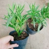 Cây Trúc Đào Hồng Nhạt - Cây cảnh sân vườn đẹp, giá chỉ 55.000₫, giảm từ 69.300₫ 7