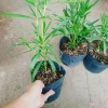 Cây Trúc Đào Hồng Nhạt - Cây cảnh sân vườn đẹp, giá chỉ 55.000₫, giảm từ 69.300₫ 9