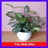 Cây Trúc Nhật Đốm - Cây Cảnh Để Bàn Trang Trí Phòng Khách, Giá Giảm 35.000 VNĐ